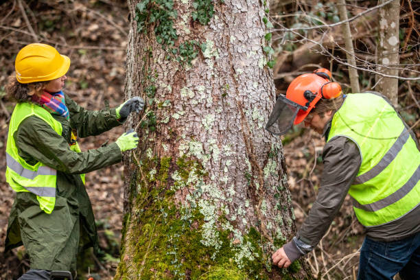 Best Firewood Processing and Delivery  in Keedysville, MD