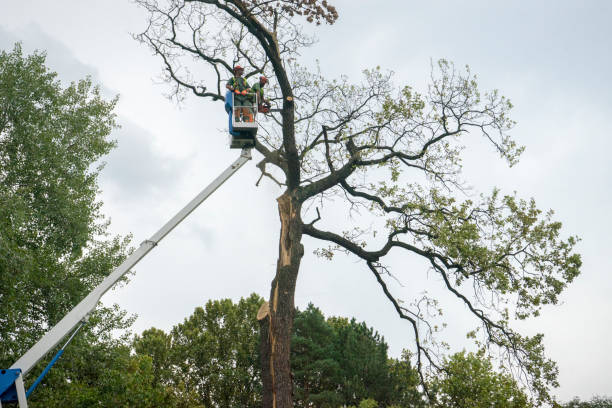 Best Tree Mulching  in Keedysville, MD