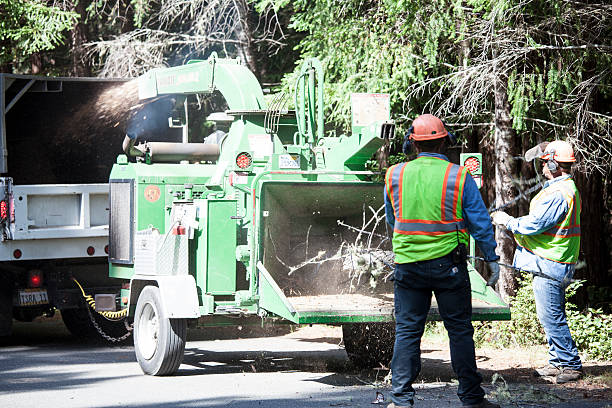 Best Tree and Shrub Care  in Keedysville, MD